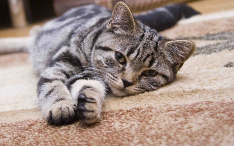 Tapijt voor huishoudens met katten